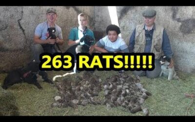 eRATication! RECORD BREAKING Pest Control Job With Dogs!